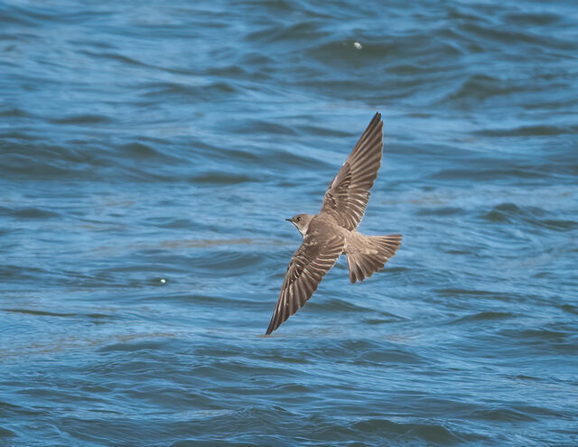 Northern Rough-winged Swallow