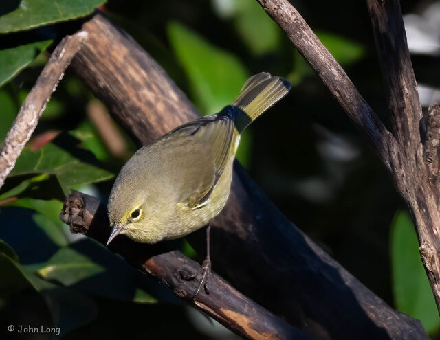 Orange-crowned Warbler