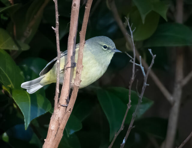 Orange-crowned Warbler