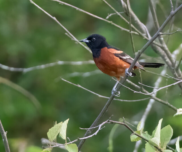 Orchard Oriole