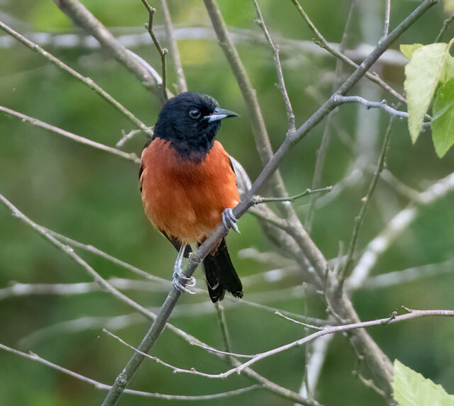Orchard Oriole