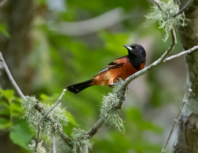 Orchard Oriole