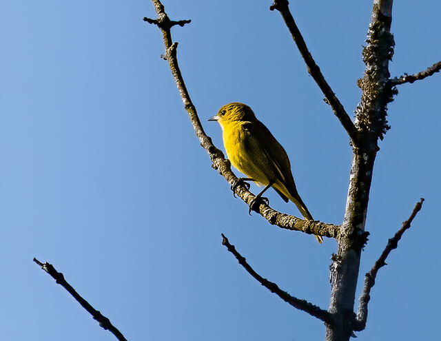 Orchard Oriole