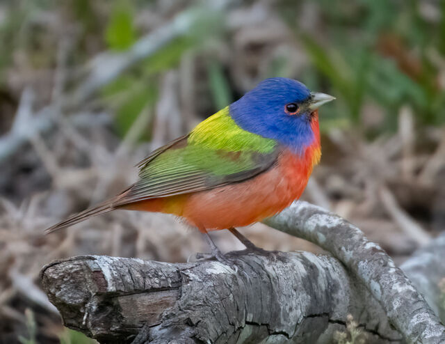 Painted Bunting