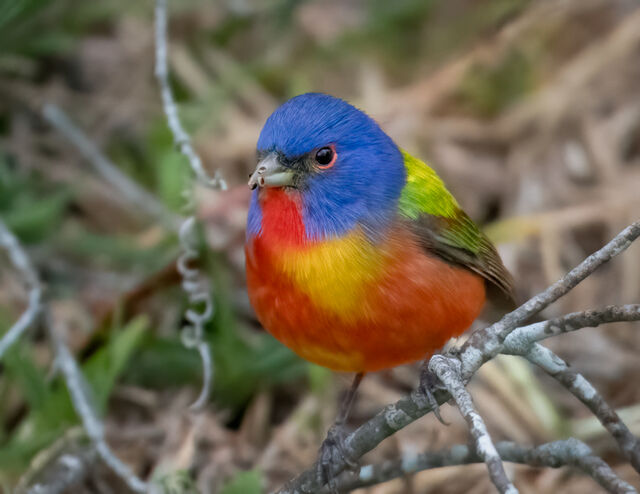 Painted Bunting