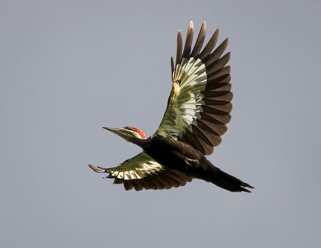 Pileated Woodpecker