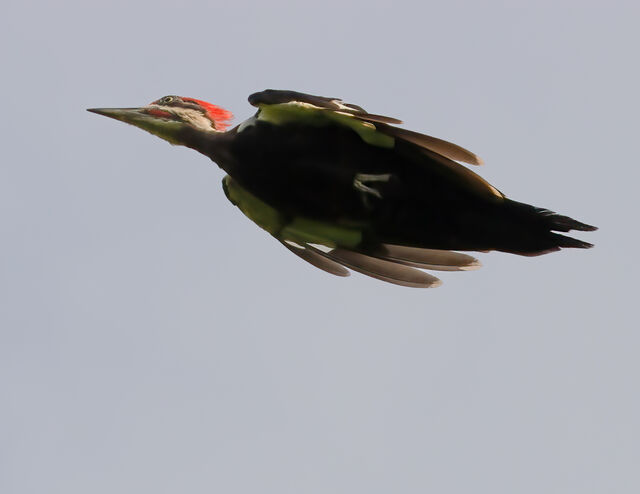 Pileated Woodpecker