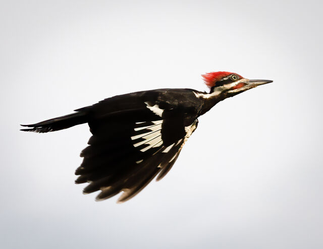 Pileated Woodpecker