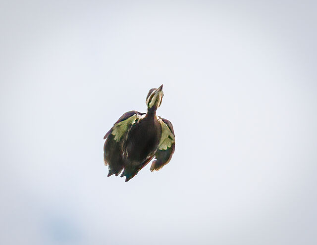 Pileated Woodpecker