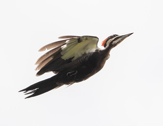 Pileated Woodpecker