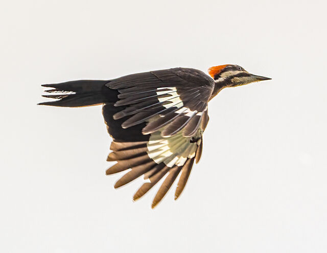 Pileated Woodpecker