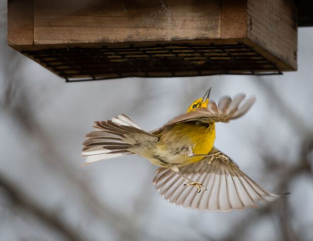 Pine Warbler