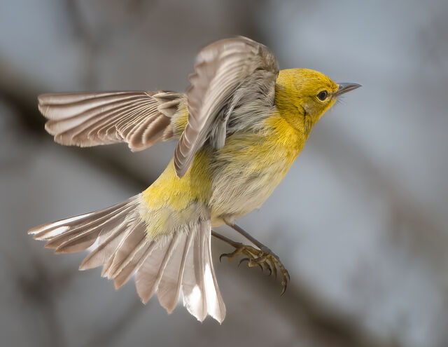 Pine Warbler