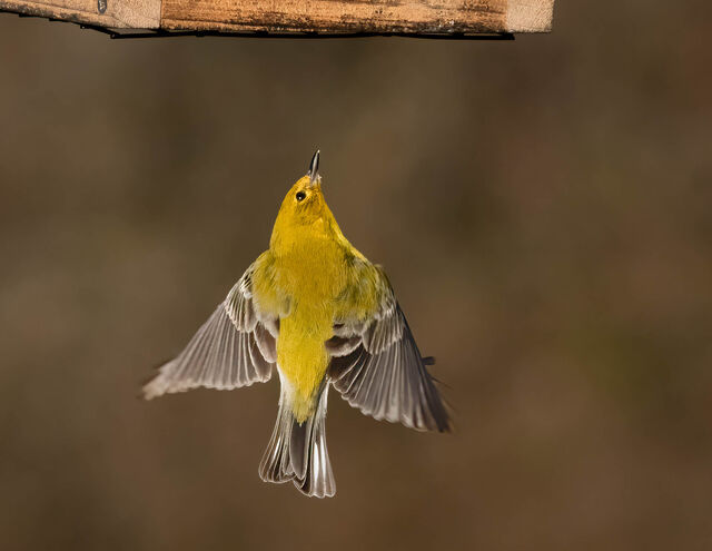 Pine Warbler