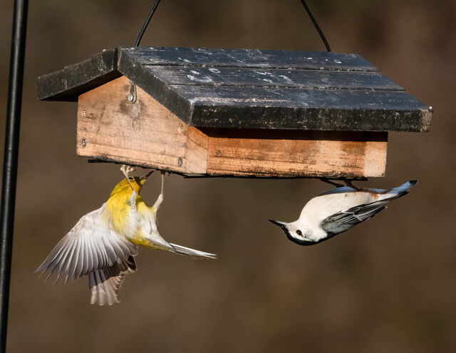 Pine Warbler