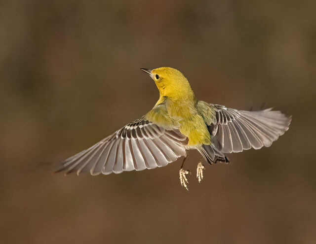 Pine Warbler