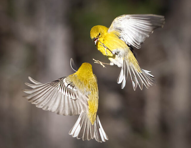 Pine Warbler