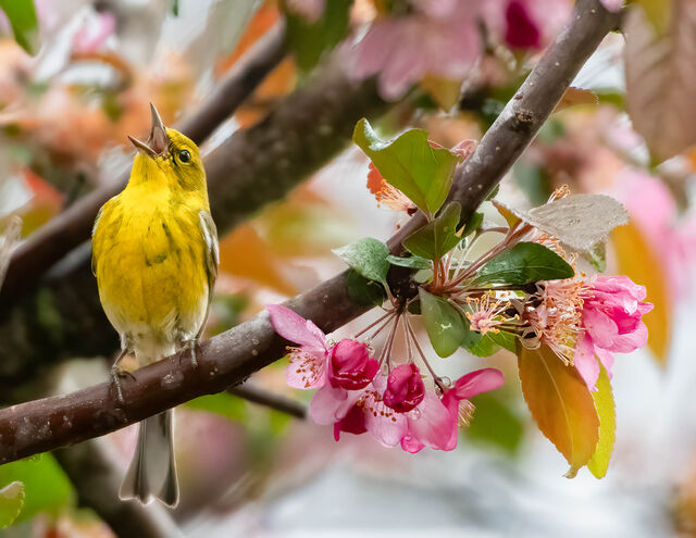 Pine Warbler