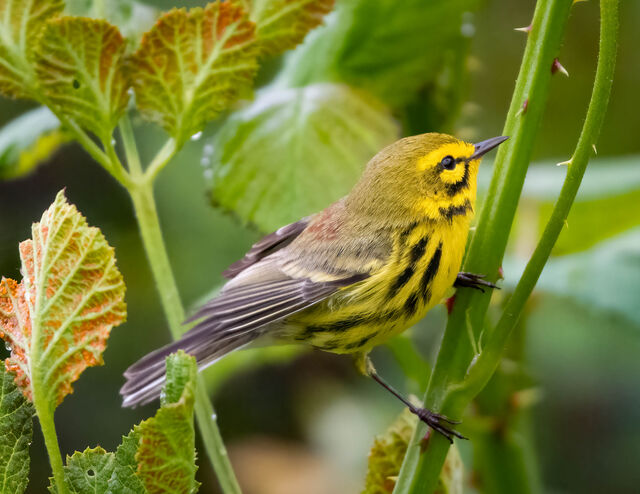 Prairie Warbler