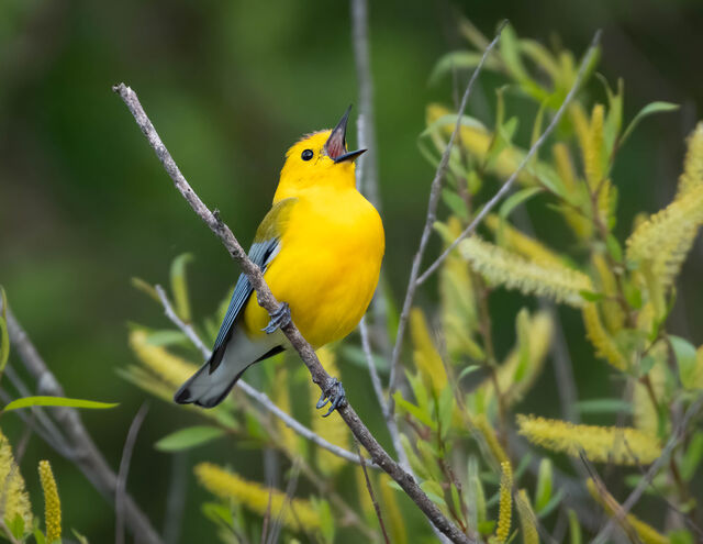 Prothonotary Warbler