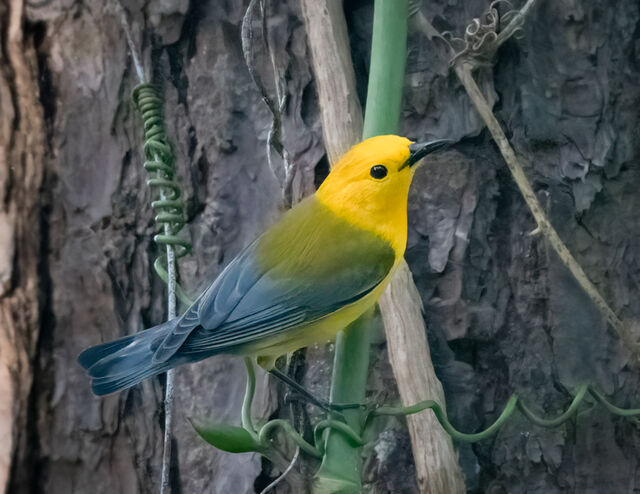 Prothonotary Warbler