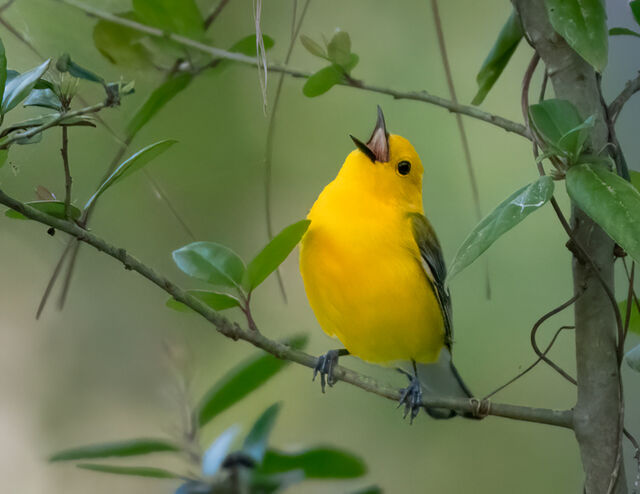 Prothonotary Warbler