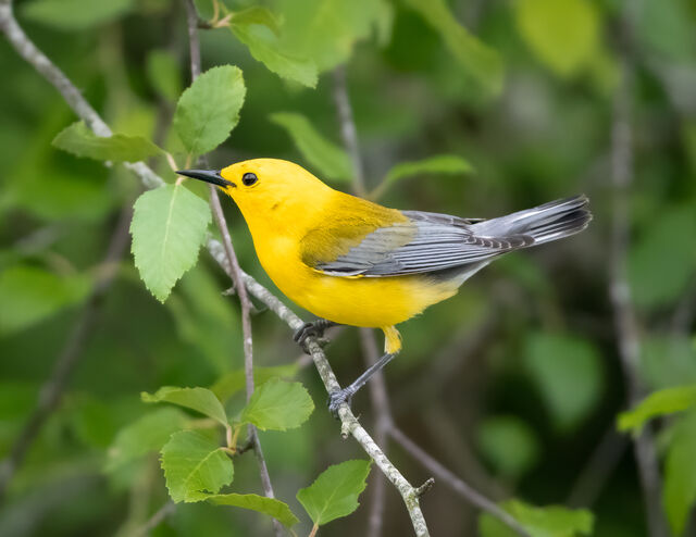 Prothonotary Warbler