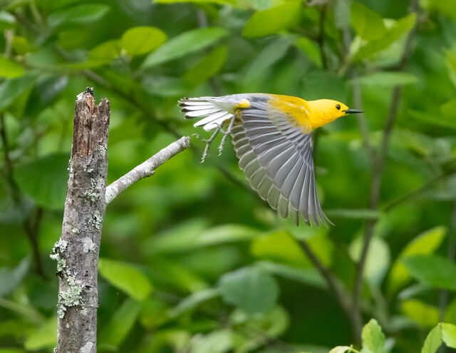 Prothonotary Warbler