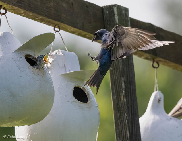Purple Martin