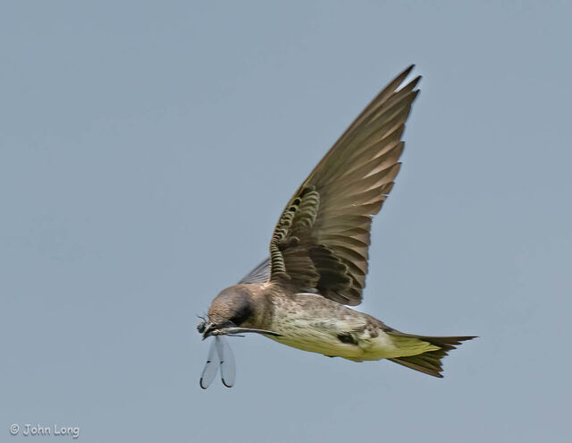 Purple Martin