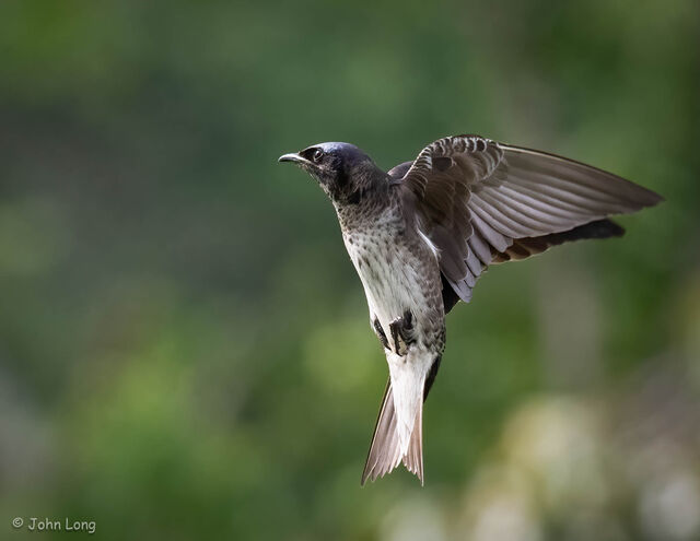 Purple Martin