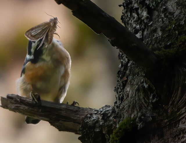 Red-breasted Nuthatch