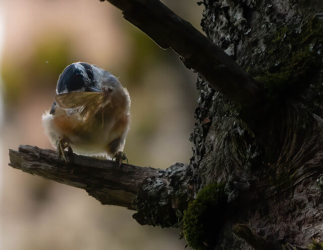 Red-breasted Nuthatch