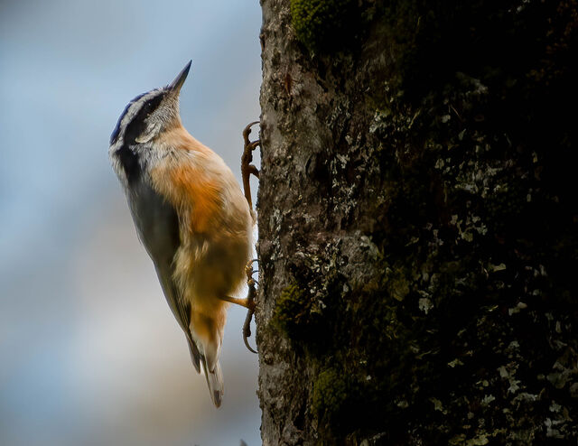 Red-breasted Nuthatch