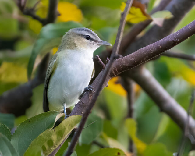 Red-eyed Vireo