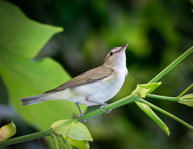 Red-eyed Vireo