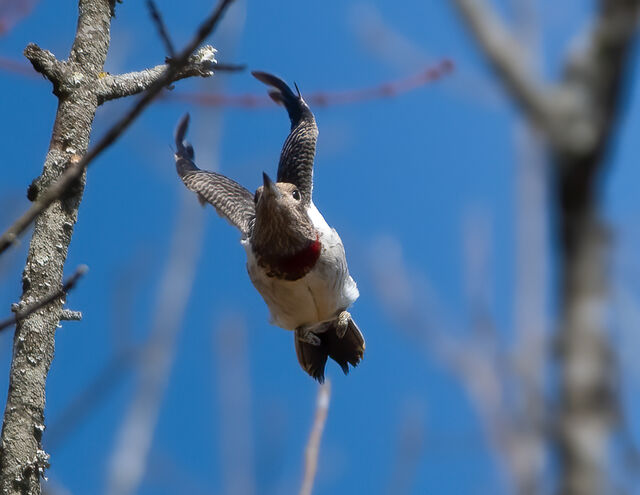 Red-headed Woodpecker