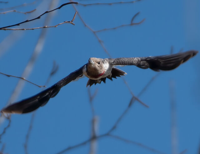 Red-headed Woodpecker