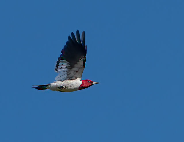 Red-headed Woodpecker