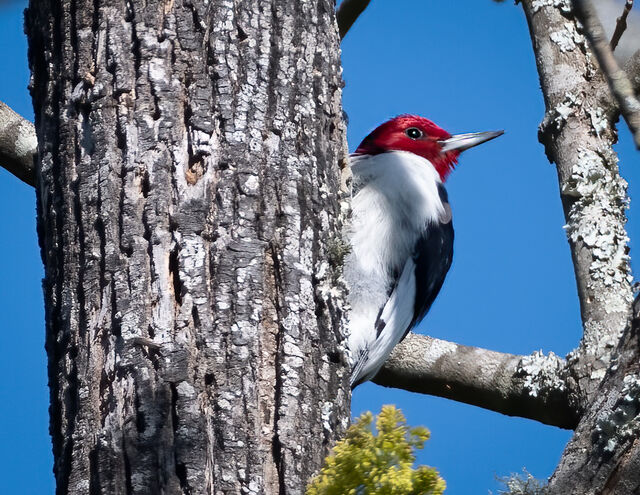 Red-headed Woodpecker