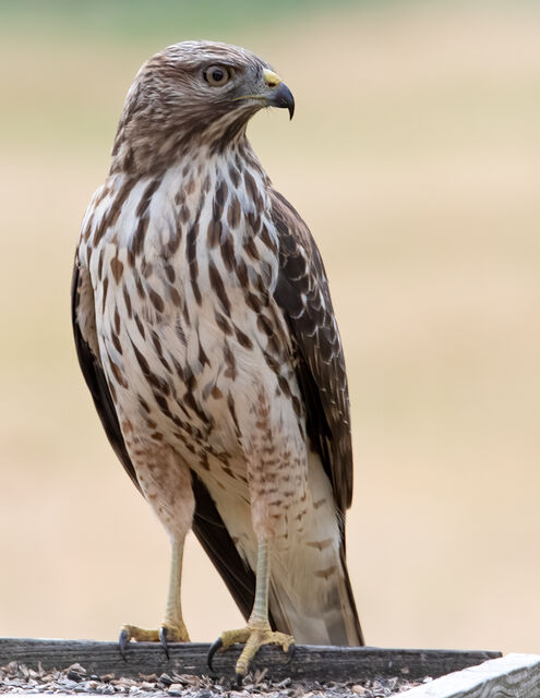 Red-shouldered Hawk