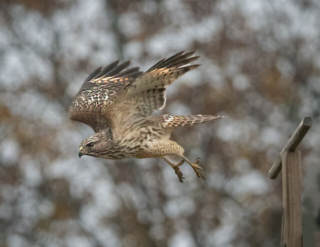 Red-shouldered Hawk