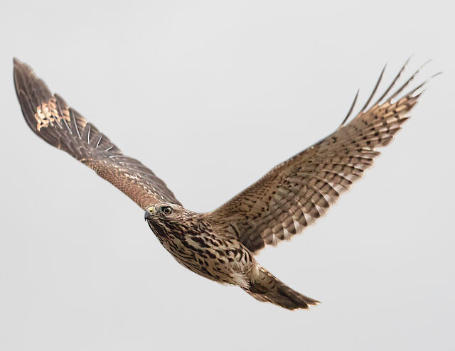 Red-shouldered Hawk