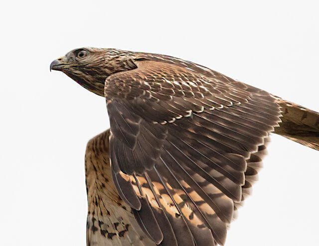 Red-shouldered Hawk