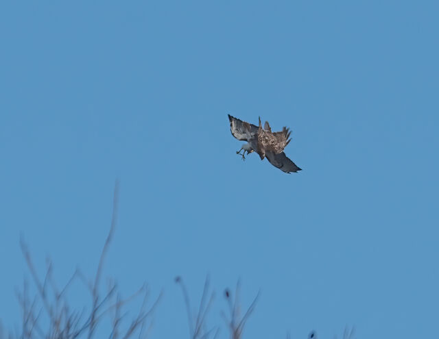 Red-tailed Hawk