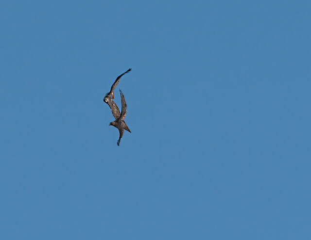 Red-tailed Hawk