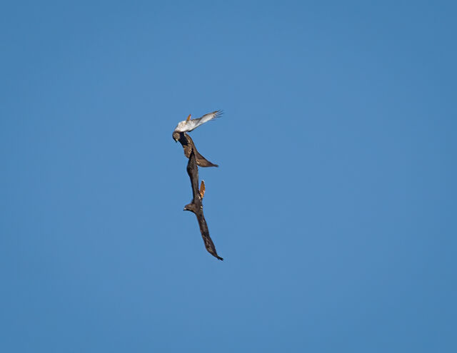 Red-tailed Hawk