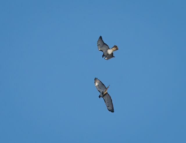 Red-tailed Hawk