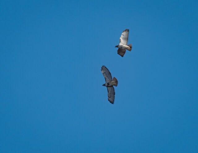Red-tailed Hawk