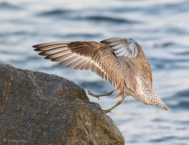 Red Knot
